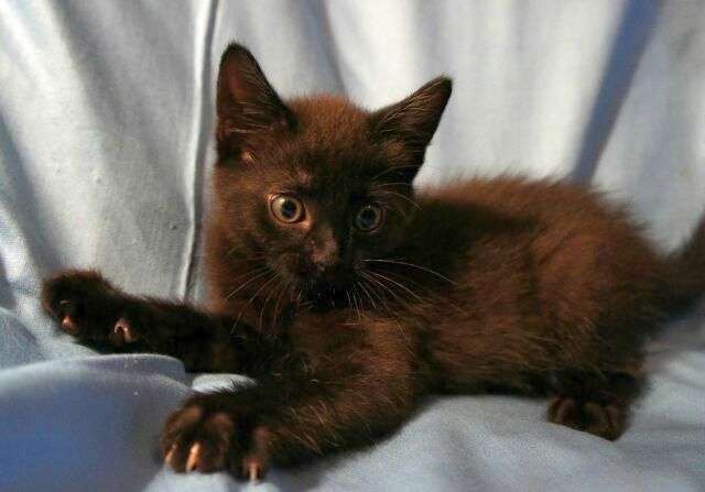 В дар кототенок, мальчик, 1,5 мес. В дар кототенок, мальчик, 1,5 мес.
