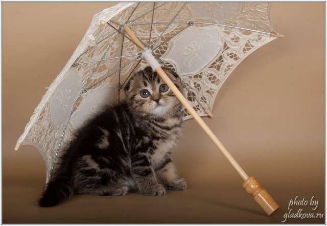 Роскошные котята Роскошные котята