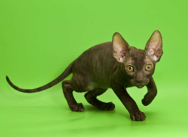 Котята корниш-рекс кудряшки-очаровашки. Котята корниш-рекс кудряшки-очаровашки.