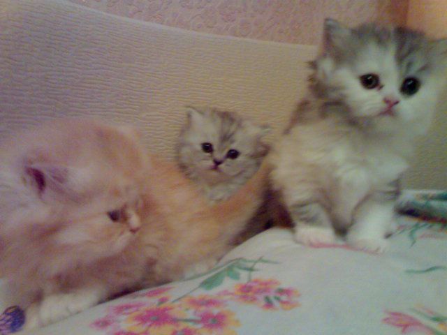 Персидские котята разных окрасов Персидские котята разных окрасов