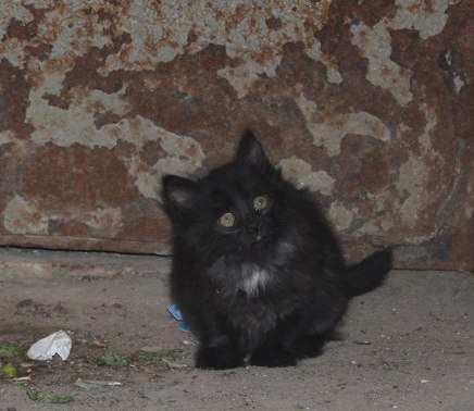 Котятам нужен дом! Котятам нужен дом!