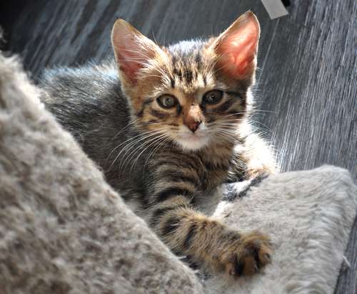 Котёночек - очаровашка в самые добрые руки! Котёночек - очаровашка в самые добрые руки!