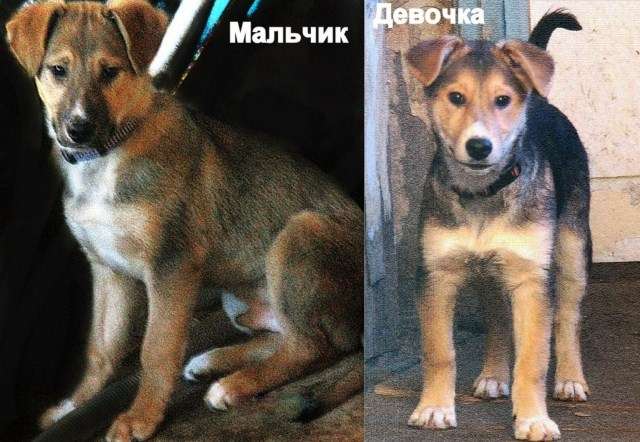 Щенки мальчик и девочка в добрые руки. Щенки мальчик и девочка в добрые руки.