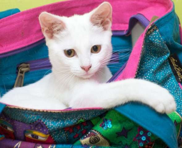 Белоснежные ангелочки! Котята в добрые руки. Белоснежные ангелочки! Котята в добрые руки.