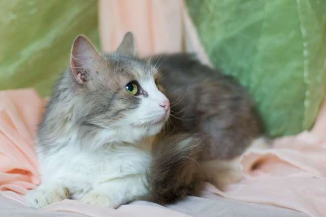 Ласковый котик в добрые руки! Ласковый котик в добрые руки!