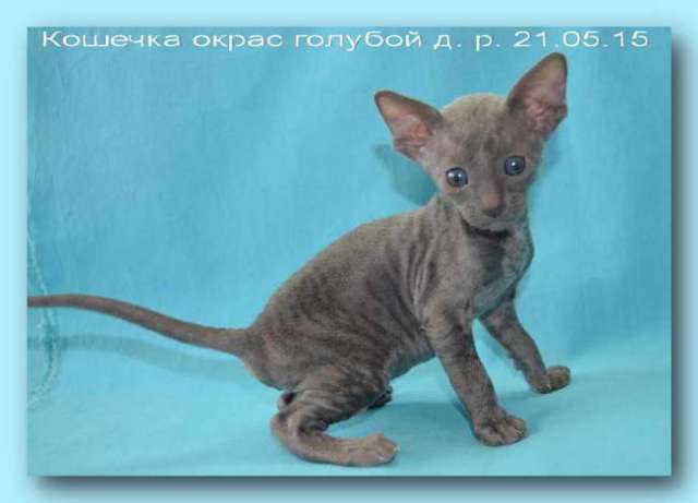 Корниш рекс - кудрявые котята. Корниш рекс - кудрявые котята.