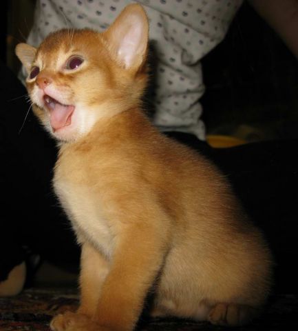 !!!!!АБИССИНСКИЕ КОТЯТА!!!!! !!!!!АБИССИНСКИЕ КОТЯТА!!!!!
