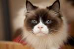 Неземной красоты кошка с лавандовыми глазами ищет дом!