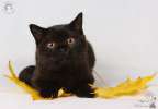Британские котята - чернее черного