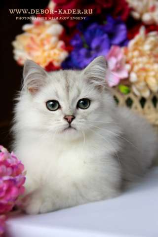 Роскошный Шоу котик Роскошный Шоу котик