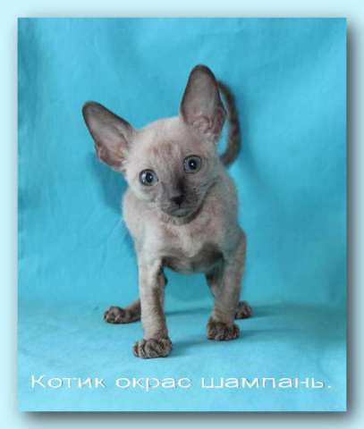 Корниш рекс - кудрявые котята. Корниш рекс - кудрявые котята.