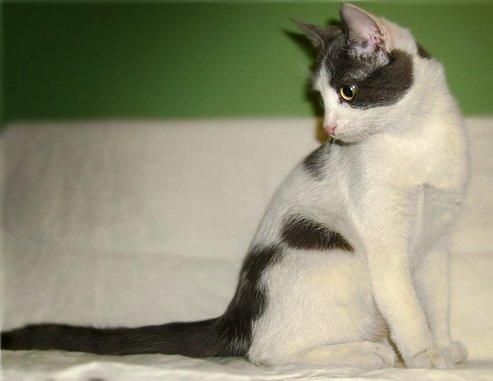 Котенок в добрые руки Котенок в добрые руки