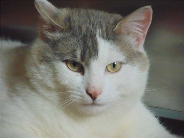 Милый кот Степан Милый кот Степан