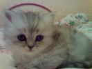 персидский котёнок окраса серебристая шиншилла