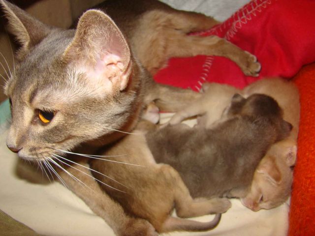 Абиссинские котята Абиссинские котята