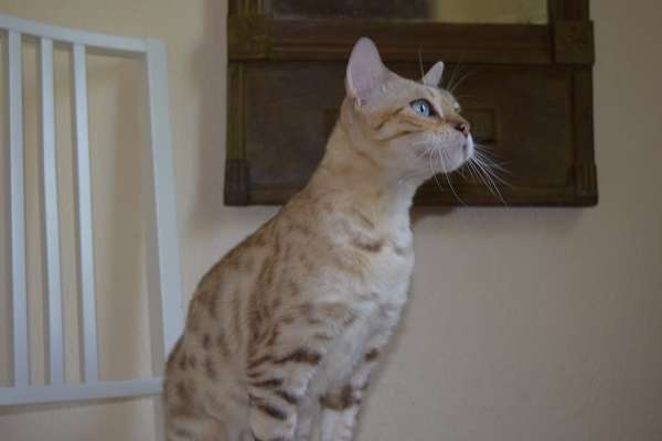 Бенгальская кошечка за символическую плату Бенгальская кошечка за символическую плату