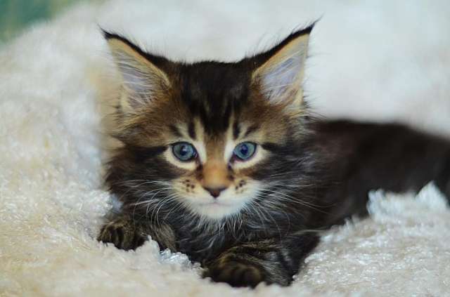 котята МЭЙНКУН из питомника котята МЭЙНКУН из питомника