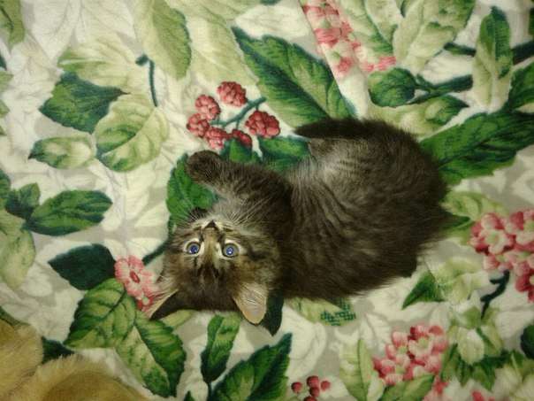 Отдам в добрые руки котят! Отдам в добрые руки котят!