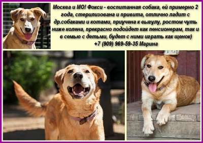 Москва и МО! Воспитанная собака Фокси ищет доброго хозяина Москва и МО! Воспитанная собака Фокси ищет доброго хозяина