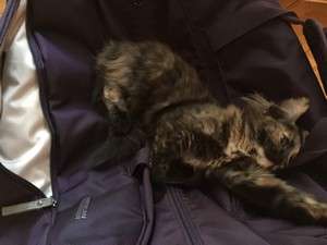 Отдам котенка в хорошие руки Отдам котенка в хорошие руки