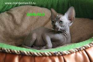 котята канадского сфинкса котята канадского сфинкса