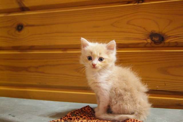 Котаны ищут собеседников! Котаны ищут собеседников!