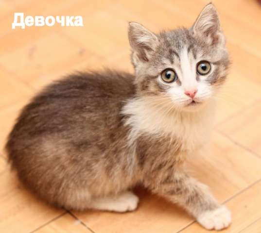 Крошки с ладошку! Маленькие котята в добрые руки. Крошки с ладошку! Маленькие котята в добрые руки.