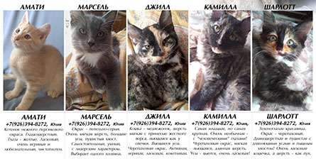 Метисы корниш-рекса, 5 очаровательных котят ждут своих хозяев! Метисы корниш-рекса, 5 очаровательных котят ждут своих хозяев!