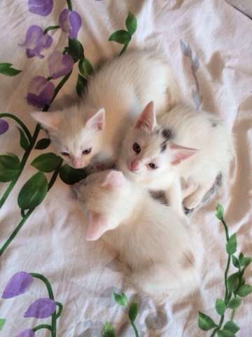 Котята даром Котята даром