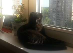 Скотиш-Фолд Скотиш-Фолд