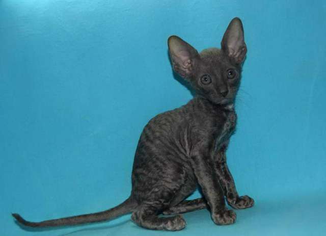 Корниш рекс - кудрявые котята. Корниш рекс - кудрявые котята.