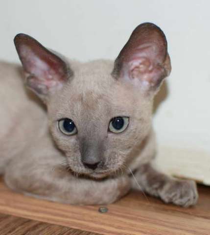 Корниш рекс - кудрявые котята. Корниш рекс - кудрявые котята.