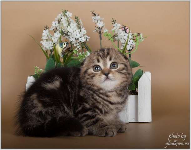 Независимые котята Независимые котята