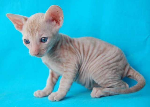 Корниш рекс - кудрявые котята. Корниш рекс - кудрявые котята.
