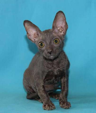 Корниш рекс - кудрявые котята. Корниш рекс - кудрявые котята.