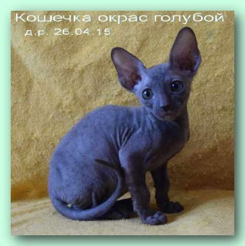 Корниш рекс - кудрявые котята. Корниш рекс - кудрявые котята.