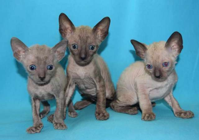Корниш рекс - кудрявые котята. Корниш рекс - кудрявые котята.