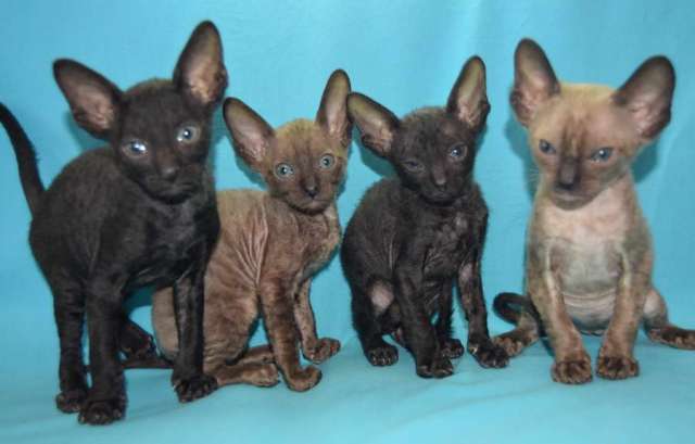 Корниш рекс - кудрявые котята. Корниш рекс - кудрявые котята.