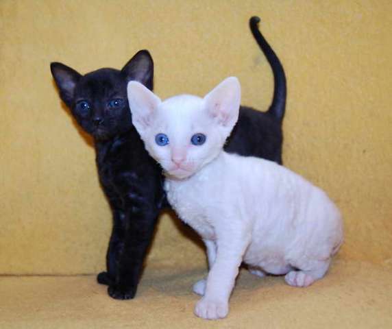 Корниш рекс - кудрявые котята. Корниш рекс - кудрявые котята.