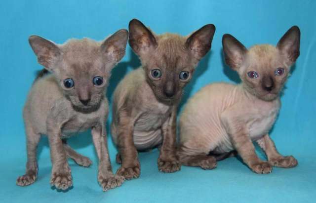 Корниш рекс - кудрявые котята. Корниш рекс - кудрявые котята.