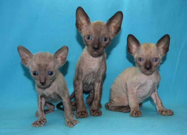Корниш рекс - кудрявые котята. Корниш рекс - кудрявые котята.