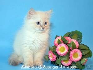 Невский маскарадный котик продаётся. Невский маскарадный котик продаётся.