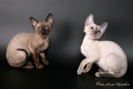 продажа котят корниш рекс продажа котят корниш рекс