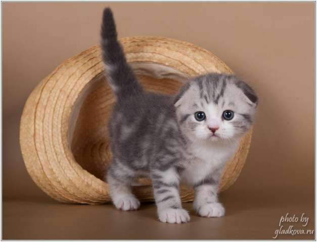 Шотландские котята Шотландские котята