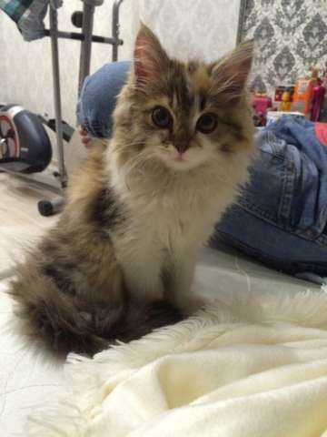 Котенок Котенок