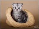 Котята породы шотландская вислоухая кошка