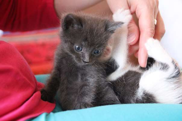 Чудесные котята в дар Чудесные котята в дар