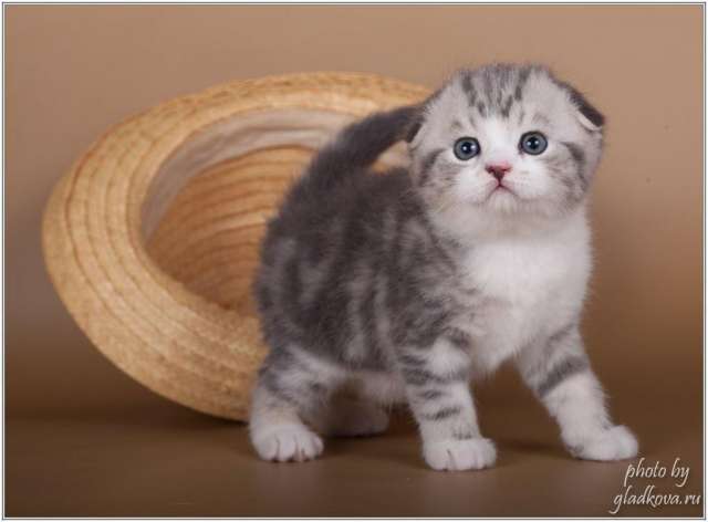Купить котёнка породы шотландская вислоухая кошка Купить котёнка породы шотландская вислоухая кошка