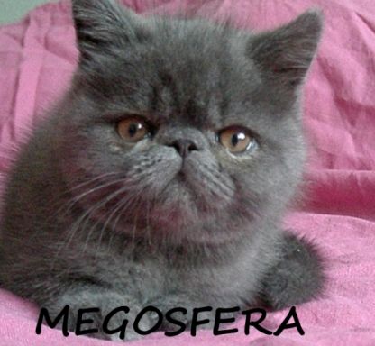 Экзотические короткошерстные котята Экзотические короткошерстные котята