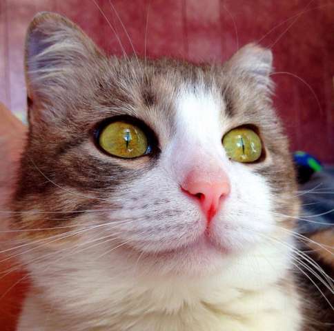 Муча - кошка, способная на любовь до беспамятства. !!! Муча - кошка, способная на любовь до беспамятства. !!!